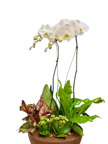 Composição de orquídea e plantas Alegria