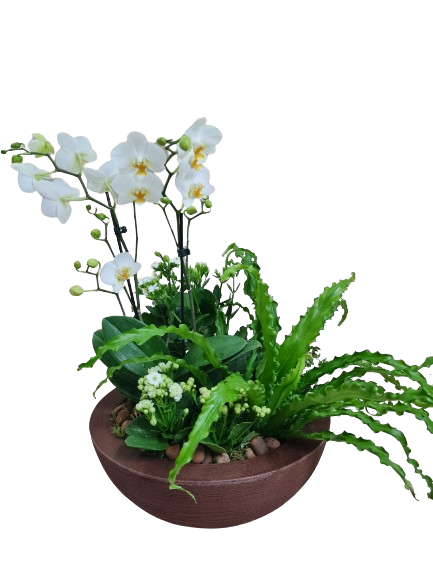 Composição de orquídeas e plantas Felicidade