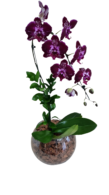 Orquídea  Cascata