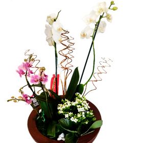 Apanhado de orquídeas 